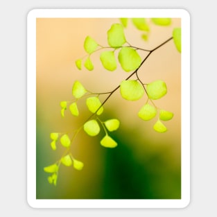 Maidenhair Fern Magnet